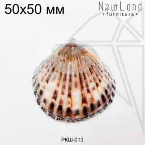Ракушка натуральная пятнистая 50х50 мм